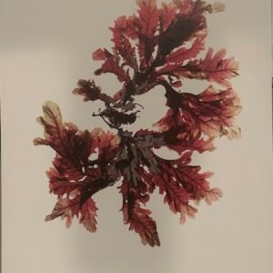 Sea Oak by JM