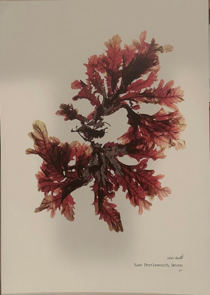 Sea Oak by JM